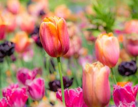 Tulip in flowerbed by ManfredFotos