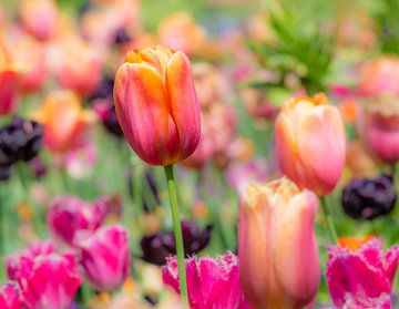 Tulp in het bloembed van ManfredFotos