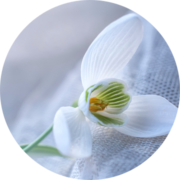 Stilleven Sneeuwklokje