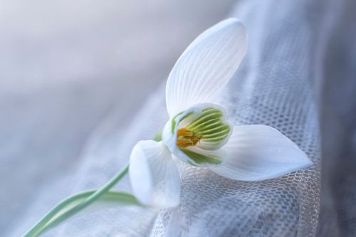 Still life Snowdrop