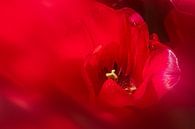 Rot - Tulpen abstrakt von Marly De Kok Miniaturansicht