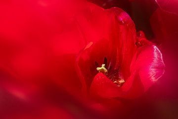 Red - tulip abstract by Marly De Kok