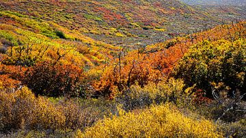 Kleurrijk struikenlandschap in de herfst in Mesa Verde National Park USA van Dieter Walther