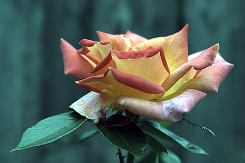 roos