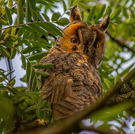 Long-eared owl. by Wouter Van der Zwan