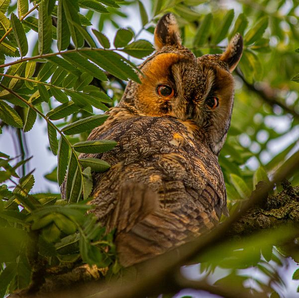 Long-eared owl. by Wouter Van der Zwan