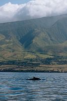 Buckelwal - Maui Hawaii