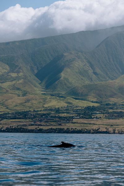 Buckelwal - Maui Hawaii von Get Framed Photography