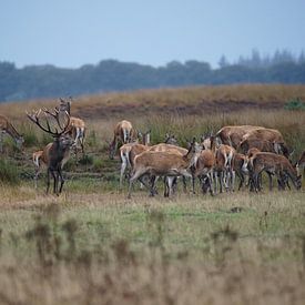 Herd of deer during rut by Co Bliekendaal