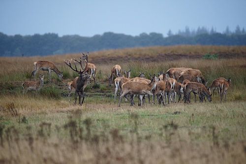 Herd of deer during rut