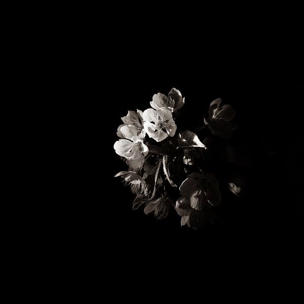 Low Key lila rosa Blume Orchidee schwarzen Hintergrund von Lucia Leemans