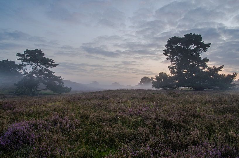 Ochtendgloren op Brunssummerheide by Peter Lambrichs