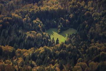 Herzform im Wald, der Naturliebe zeigt