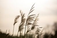 Nederlands riet bij zonsondergang