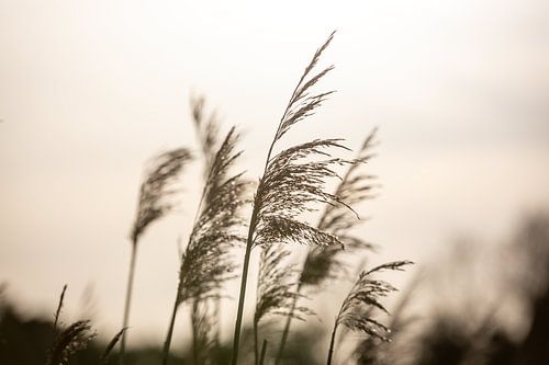 Roseau hollandais au coucher du soleil