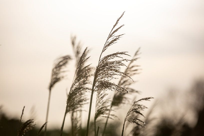 Dutch reed at sunset by Jack Donker