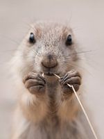 Prairie Doggy