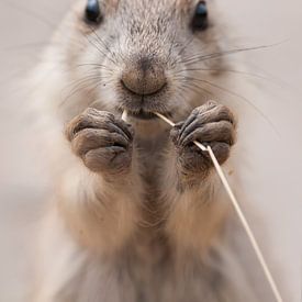 Prairie Hondje van Loek Lobel
