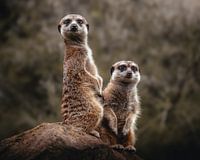 Deux suricates