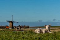 Texel - Lamm genießt den Norden in der Mühle von Texel360Fotografie Richard Heerschap Miniaturansicht