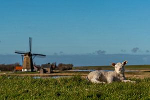Texel - Lamm genießt den Norden in der Mühle von Texel360Fotografie Richard Heerschap