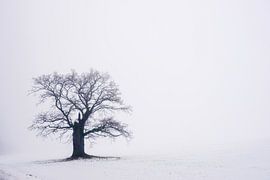 "400 jaar" 's Old Oak Tree in the WESERBERGLAND by martin slagveld