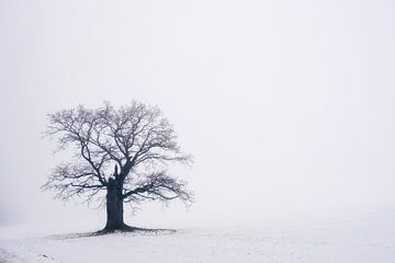 Le vieux chêne d'"400 jaar", dans la région du Weserbergland sur martin slagveld