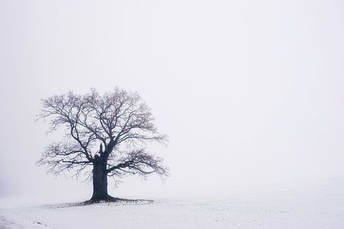 Oude Eik 