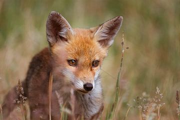 Portret van een jonge vos in de Nederlandse natuur in een lichte setting van Maarten Oerlemans