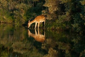 Thirsty deer sur Freek Rooze
