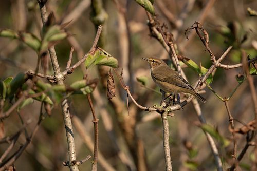 Tjiftjaf tussen de herfst bladeren