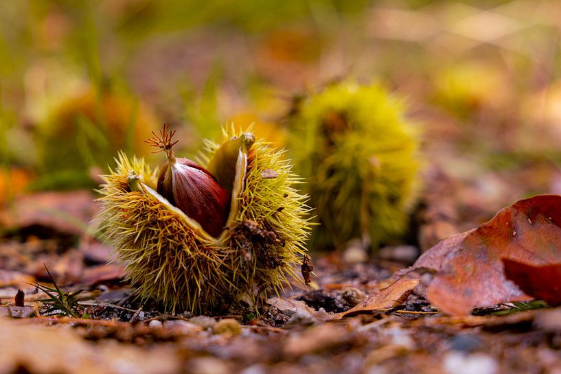 sweet chestnut by van der Gun