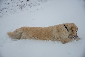 Un golden retriever joue dans la neige, Pays-Bas