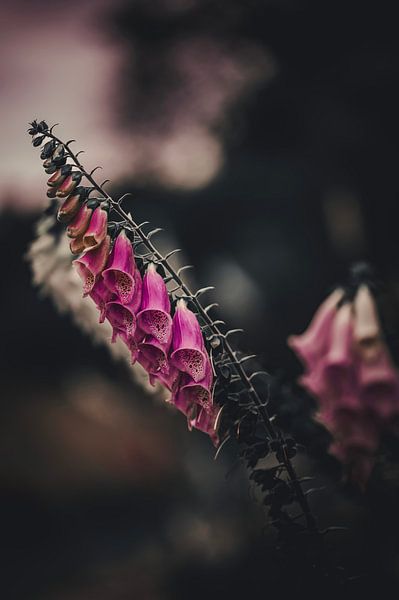Foxglove with a dark edge. by Robby's fotografie