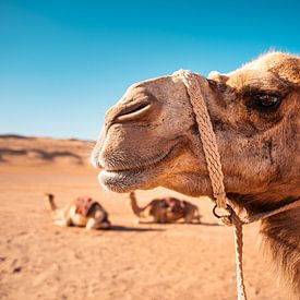 Face of a Camel by Auke Hamers