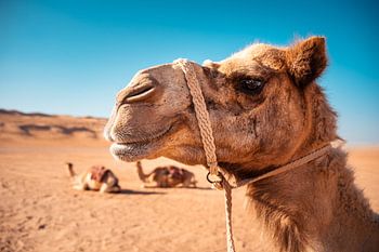 Visage d'un dromadaire