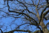 Tree crown with crow by Norman Krauß thumbnail