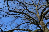 Tree crown with crow