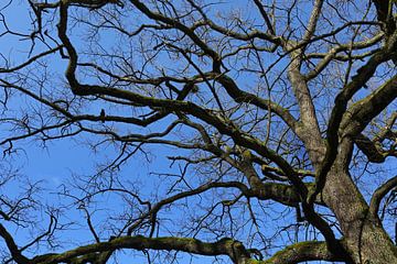 Tree crown with crow