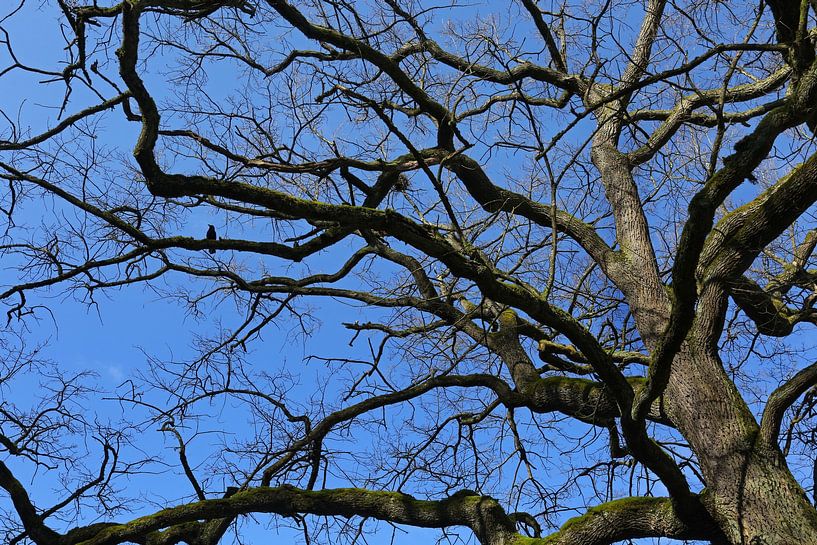 Tree crown with crow by Norman Krauß