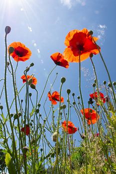 Poppies in the sun