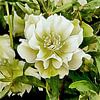 Beauty In A Lenten Rose by Dorothy Berry-Lound