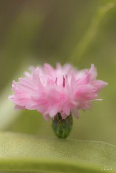 Fleur de bleuet rose pâle