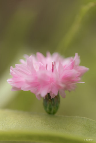 Fleur de bleuet rose pâle
