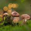 Pilze mit Bokeh von Martina Weidner