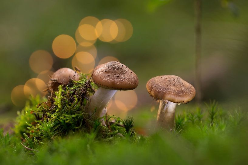 Mushrooms with bokeh by Martina Weidner