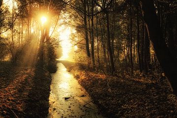 Zonsopkomst in het bos van Cho Tang