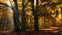 Zonnestralen in een herfst bos van Bram van Broekhoven thumbnail
