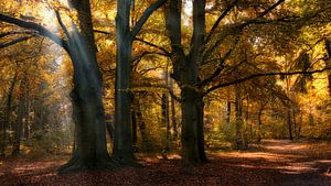Zonnestralen in een herfst bos