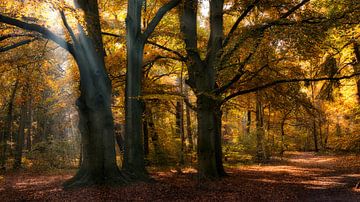 Zonnestralen in een herfst bos van Bram van Broekhoven